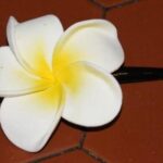 02-Pince fleur